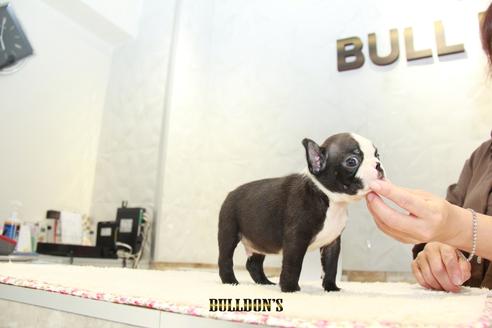 成約済の東京都のボストンテリア-102019の5枚目