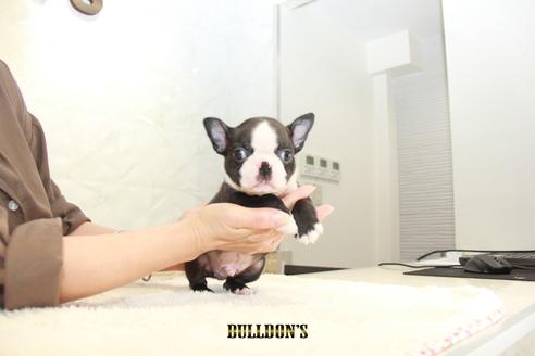 成約済の東京都のボストンテリア-102019の4枚目