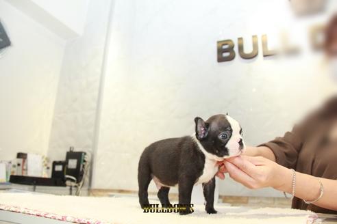 成約済の東京都のボストンテリア-102019の2枚目