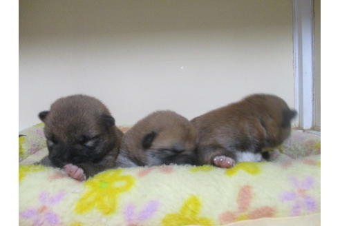 成約済の岡山県の柴犬-102022の1枚目