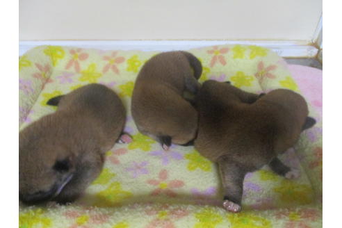 成約済の岡山県の柴犬-102022の2枚目