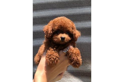 成約済の愛媛県のティーカッププードル-100423の1枚目