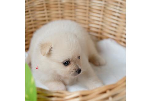 40万円以下のポメラニアンの子犬を探す ブリーダーナビ