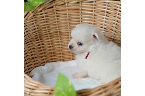 成約済の愛媛県のポメラニアン-102030の3枚目