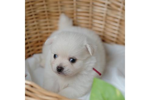 ポメラニアンのクリームの子犬を探す ブリーダーナビ