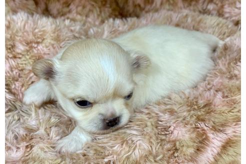 成約済の神奈川県のチワワ(ロングコート)-102056の62枚目