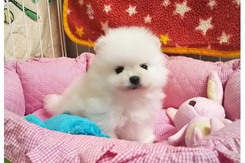 成約済の秋田県のポメラニアン-102071の6枚目