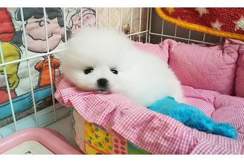 成約済の秋田県のポメラニアン-102072の2枚目