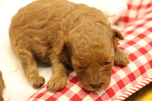 成約済の愛知県のトイプードル-101293の35枚目