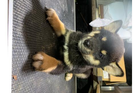 成約済の広島県の柴犬-102073の1枚目