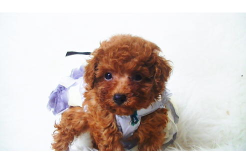 成約済の福岡県のタイニープードル-98124の5枚目