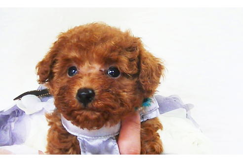 成約済の福岡県のタイニープードル-98124の1枚目