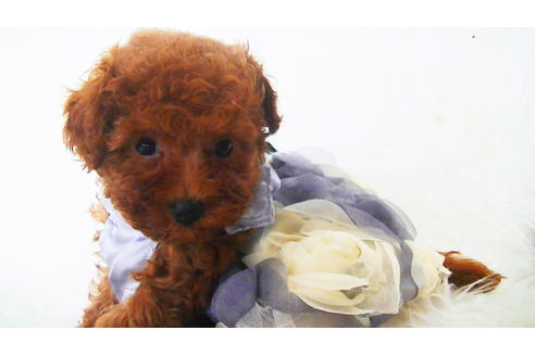 成約済の福岡県のタイニープードル-98124の3枚目