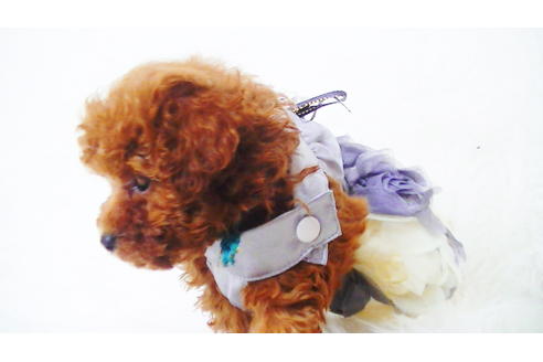 成約済の福岡県のタイニープードル-98124の2枚目