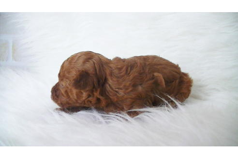 成約済の福岡県のタイニープードル-100736の4枚目