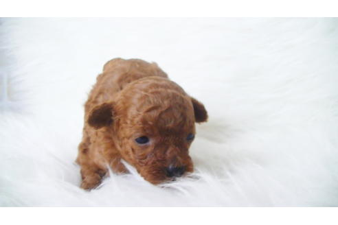 成約済の福岡県のタイニープードル-100736の3枚目