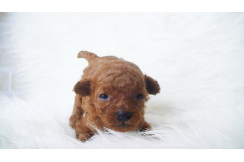 成約済の福岡県のタイニープードル-100736の2枚目