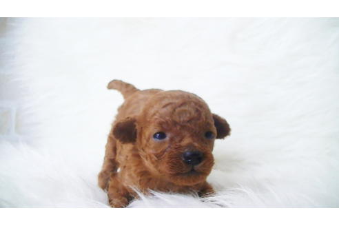 成約済の福岡県のタイニープードル-100736の1枚目
