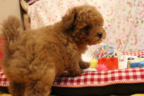 成約済の愛知県のトイプードル-98471の2枚目