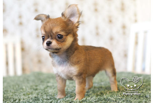 成約済の愛知県のチワワ(ロングコート)-99279の4枚目