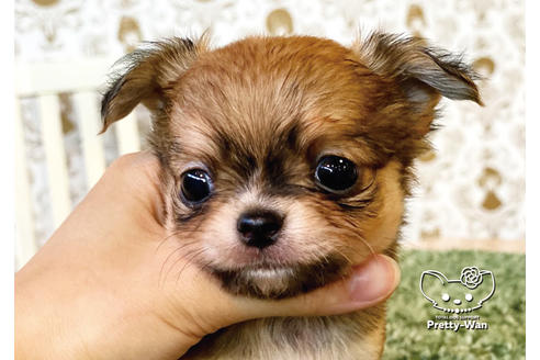 成約済の愛知県のチワワ(ロングコート)-99279の5枚目