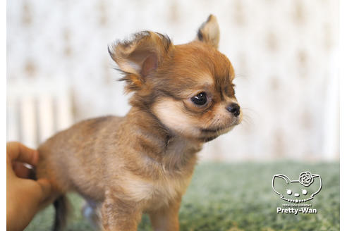 成約済の愛知県のチワワ(ロングコート)-99279の3枚目