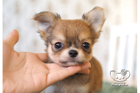 成約済の愛知県のチワワ(ロングコート)-99279の1枚目