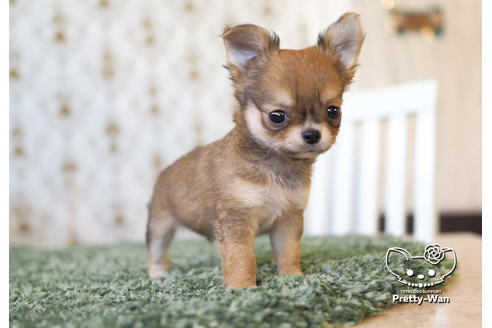 成約済の愛知県のチワワ(ロングコート)-99279の2枚目