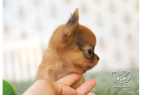 成約済の愛知県のチワワ(ロングコート)-99278の5枚目