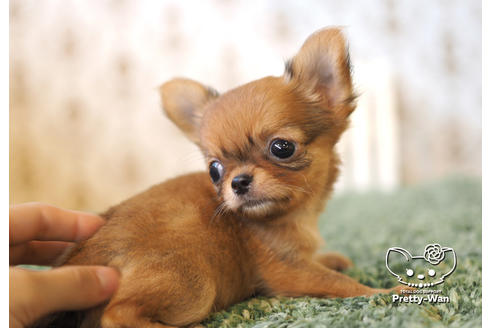 成約済の愛知県のチワワ(ロングコート)-99278の7枚目