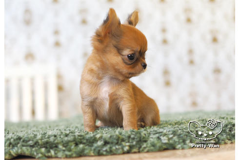 成約済の愛知県のチワワ(ロングコート)-99278の3枚目