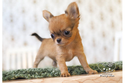 成約済の愛知県のチワワ(ロングコート)-99278の4枚目