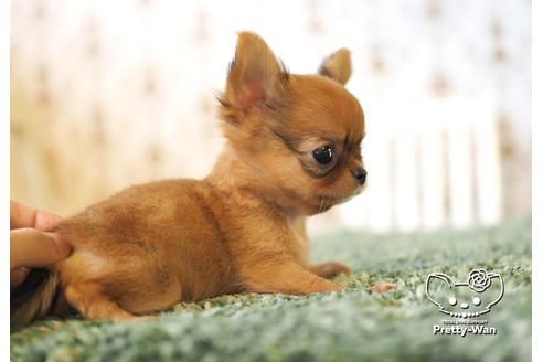 成約済の愛知県のチワワ(ロングコート)-99278の2枚目