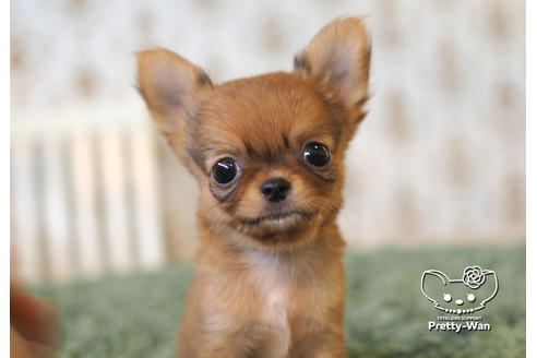 成約済の愛知県のチワワ(ロングコート)-99278の1枚目