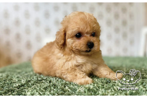 成約済の愛知県のタイニープードル-102096の12枚目