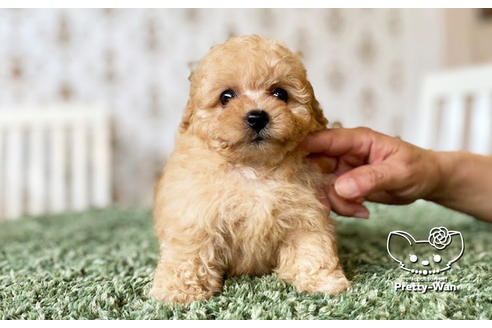成約済の愛知県のタイニープードル-102096の13枚目