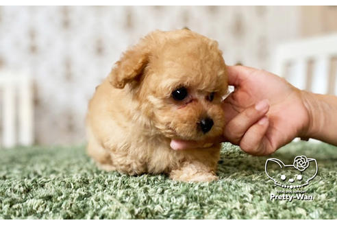 成約済の愛知県のタイニープードル-102096の11枚目