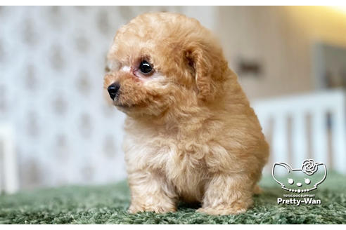 成約済の愛知県のタイニープードル-102096の9枚目