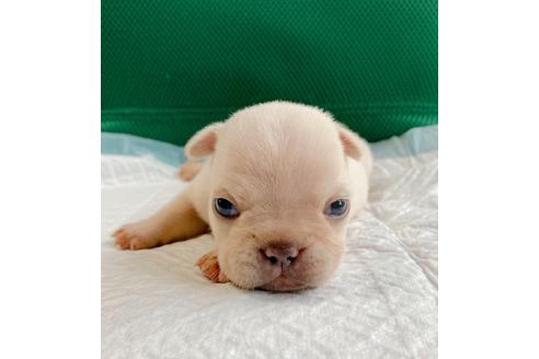 成約済の山口県のフレンチブルドッグ-101630の1枚目