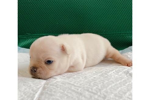 成約済の山口県のフレンチブルドッグ-101630の3枚目