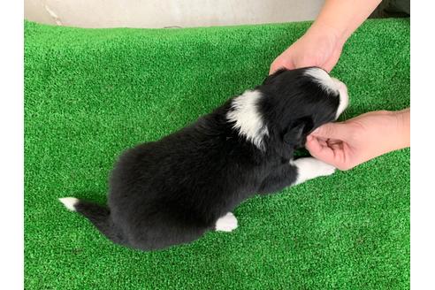 成約済の愛知県のボーダーコリー-102120の4枚目