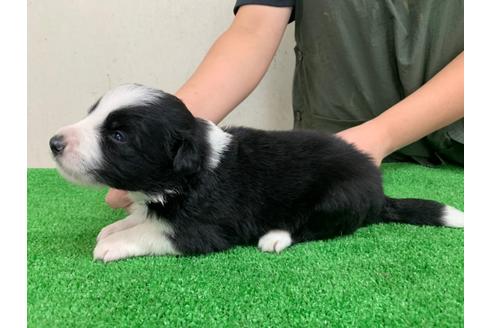 成約済の愛知県のボーダーコリー-102120の3枚目