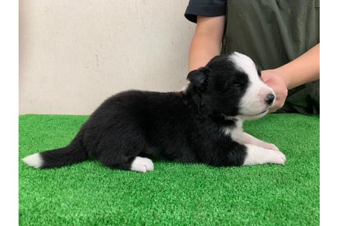 成約済の愛知県のボーダーコリー-102120の2枚目