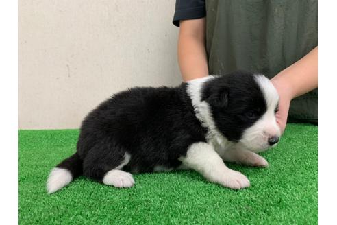 成約済の愛知県のボーダーコリー-102123の4枚目