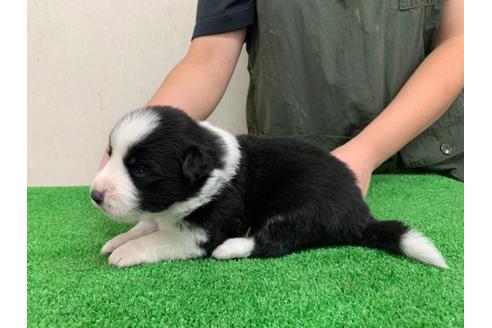 成約済の愛知県のボーダーコリー-102123の3枚目