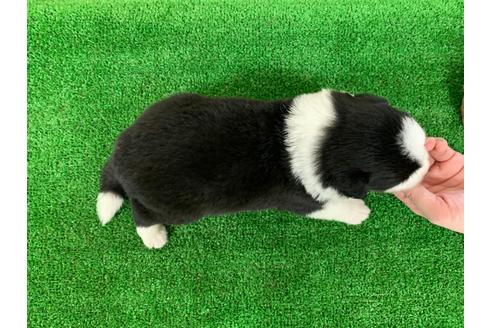 成約済の愛知県のボーダーコリー-102123の2枚目