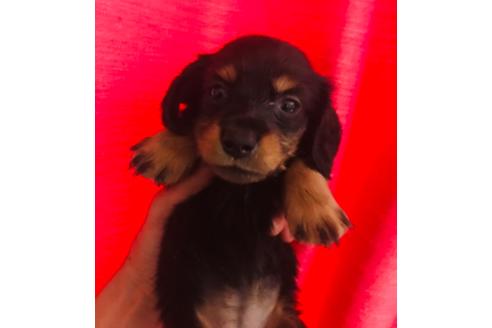 成約済の北海道のミニチュアダックスフンド(ロングヘアード)-102138