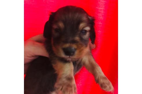 成約済の北海道のミニチュアダックスフンド(ロングヘアード)-102140