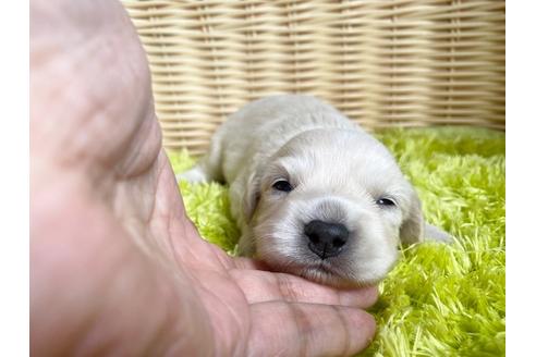 成約済の秋田県のチワックス:チワワ×ミニチュアダックスフンド-101688の5枚目