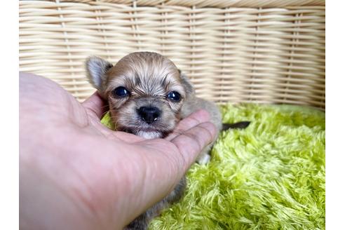 成約済の秋田県のチワックス:チワワ×ミニチュアダックスフンド-100974の1枚目